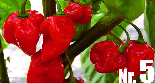 Habanero_red