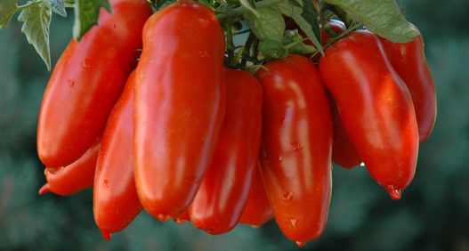 SAN_MARZANO SAN_MARZANO