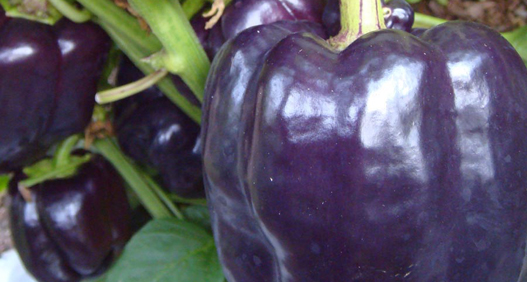 Sweet Peber Purple Beauty Sweet Peber Purple Beauty