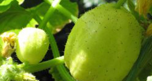 agurk citron2 agurk citron2