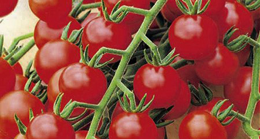 redcherry redcherry