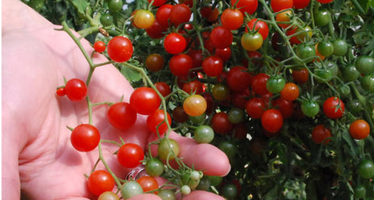 Currant Sweet Pea_web Currant Sweet Pea_web