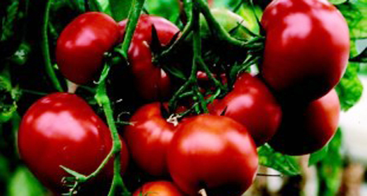 Tomato Saint Pierre_WEB Tomato Saint Pierre_WEB