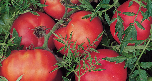 tomato-silvery-fir-tree_WEB tomato-silvery-fir-tree_WEB