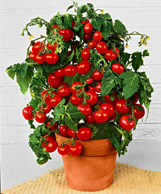 TOMATO DWARF TOTEM TOMATO DWARF TOTEM