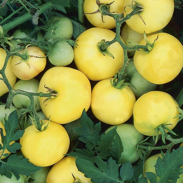 Tomato Garden Peach Tomato Garden Peach