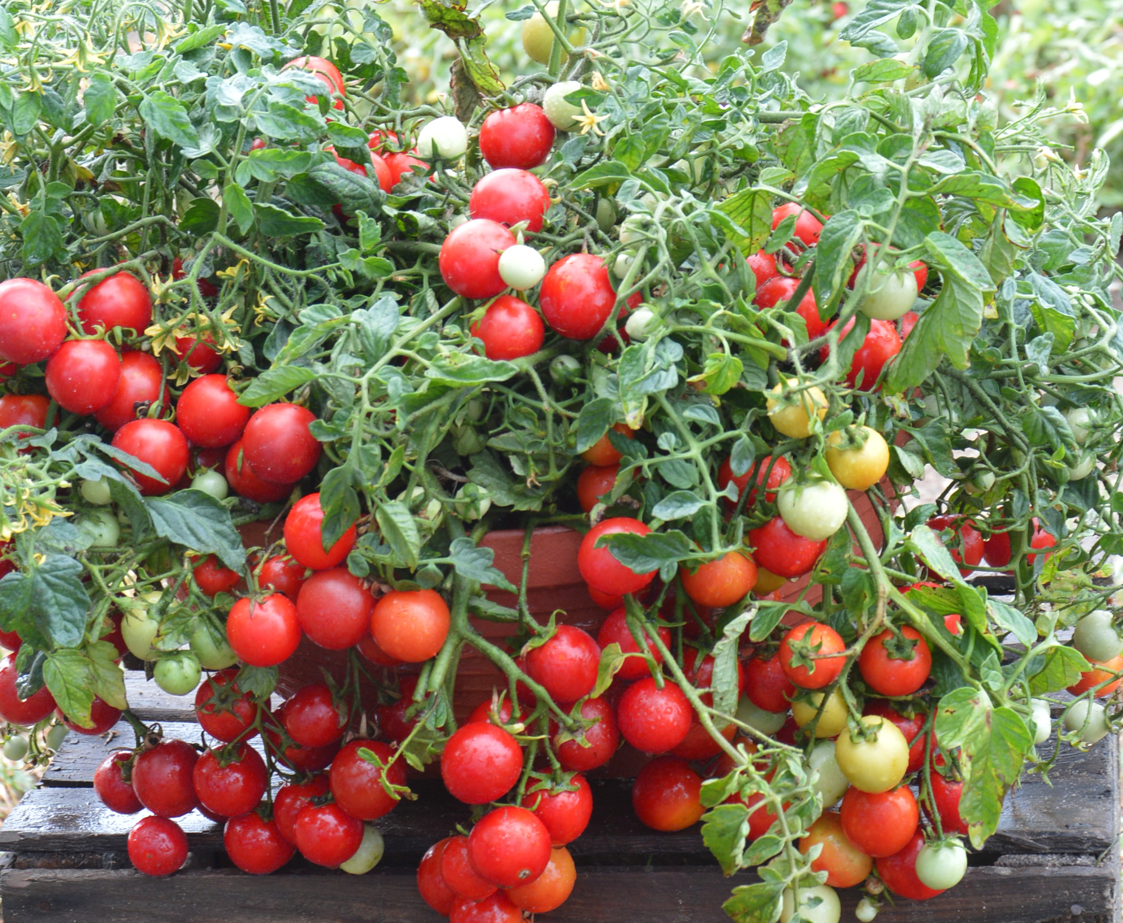 Tomato Maskotka Tomato Maskotka