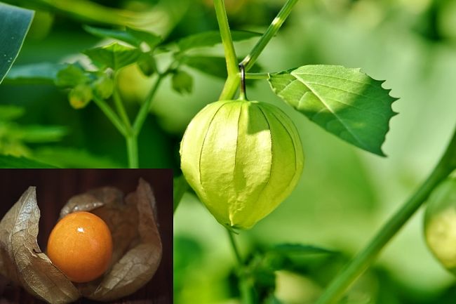 cape-gooseberry cape-gooseberry