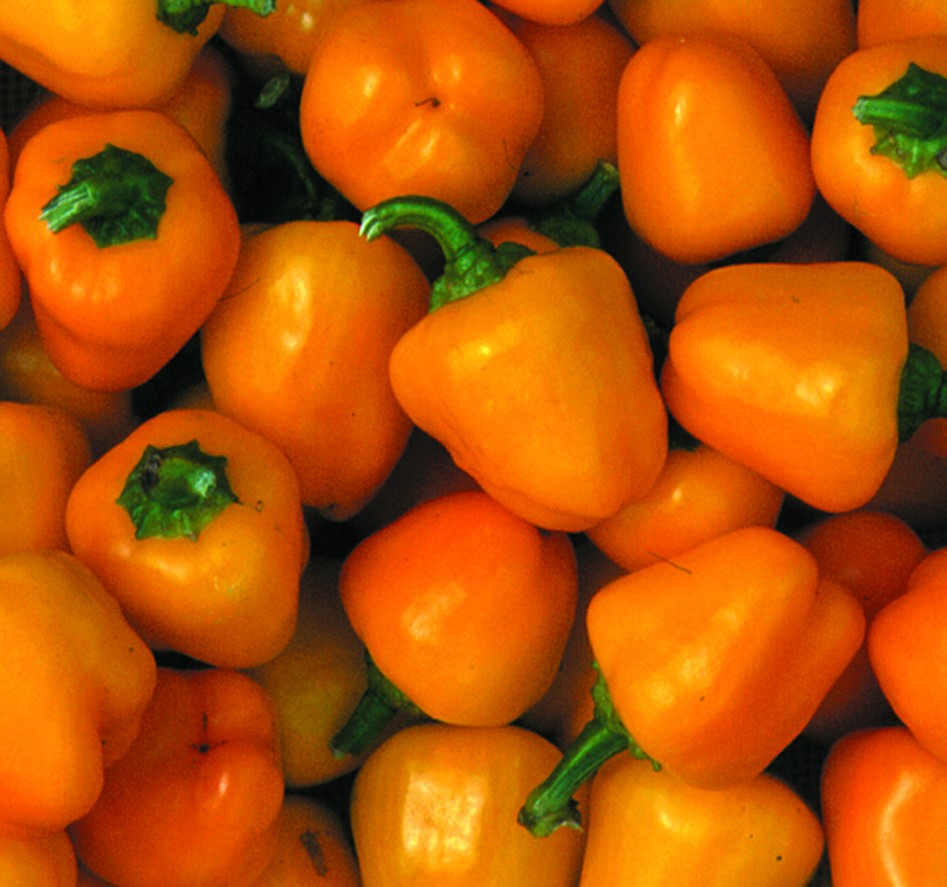 pepper-sweet-mini-bell-yellow pepper-sweet-mini-bell-yellow