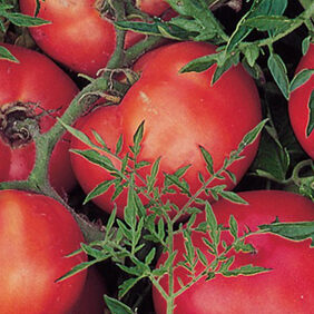 tomato-silvery-fir-tree_WEB
